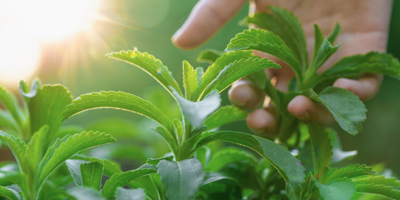 Stevia sweetener: What it is, how we use it & stevia-free options