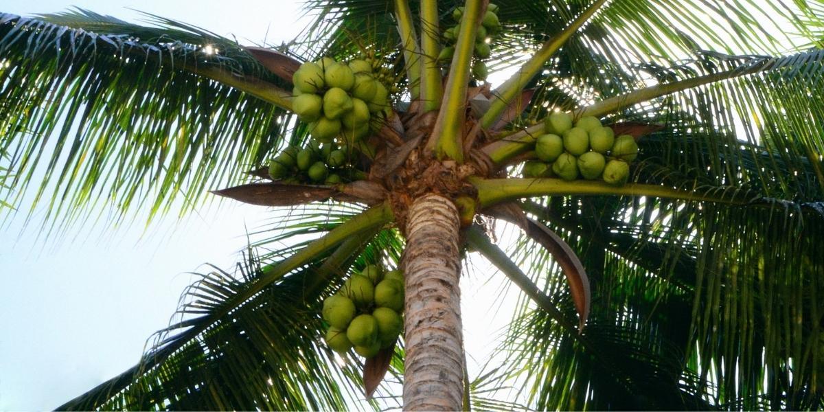 Responsible sourcing of coconut