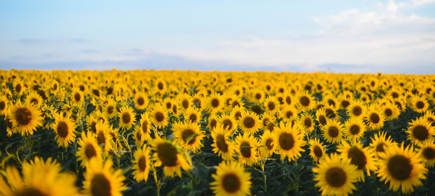 Why we don’t use organic products