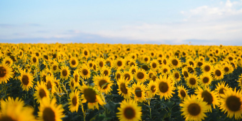 Why we don’t use organic products