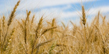 What is coeliac disease?